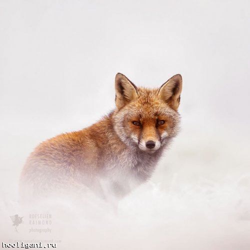 <br />
				Рыжие лисицы в снегу в фотографиях Розелин Раймонд (9 фото)<br />
							