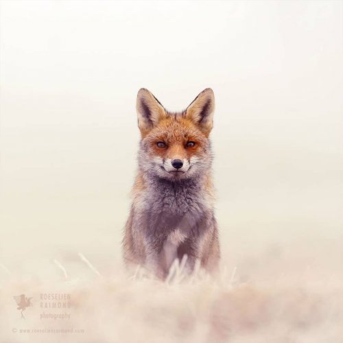 Рыжие лисицы в снегу в фотографиях Розелин Раймонд (9 фото)