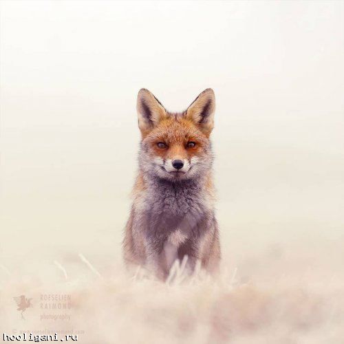 <br />
				Рыжие лисицы в снегу в фотографиях Розелин Раймонд (9 фото)<br />
							