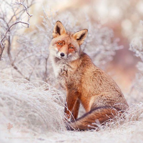 Рыжие лисицы в снегу в фотографиях Розелин Раймонд (9 фото)