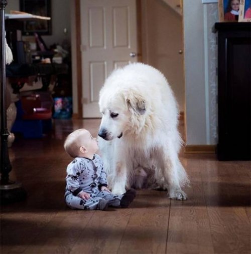 Дети и собаки — лучшие друзья навеки! (25 фото)
