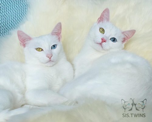 Айрис и Эбис — самые красивые кошки-близнецы в Instagram (9 фото)