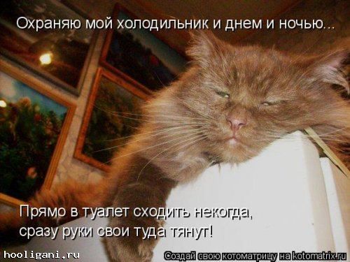 <br />
				Новая котоматрица на hooligani.ru (39 фото)<br />
							