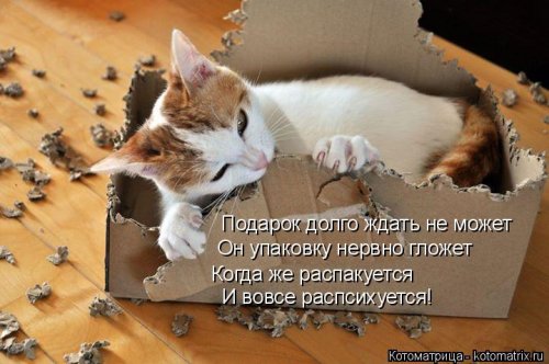 Котоматрица недели (44 фото)