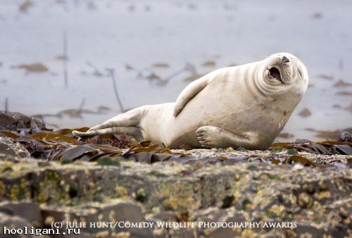 <br />
				Победители фотоконкурса The Comedy Wildlife Photography Awards (13 фото)<br />
							