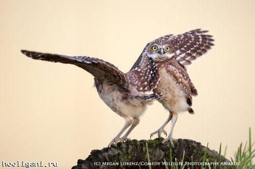 <br />
				Победители фотоконкурса The Comedy Wildlife Photography Awards (13 фото)<br />
							