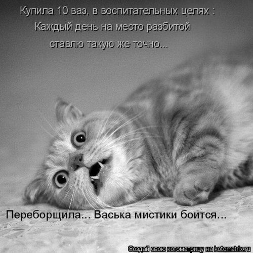 Котоматрица недели (44 фото)