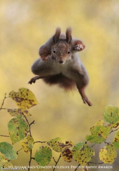 <br />
				Победители фотоконкурса The Comedy Wildlife Photography Awards (13 фото)<br />
							