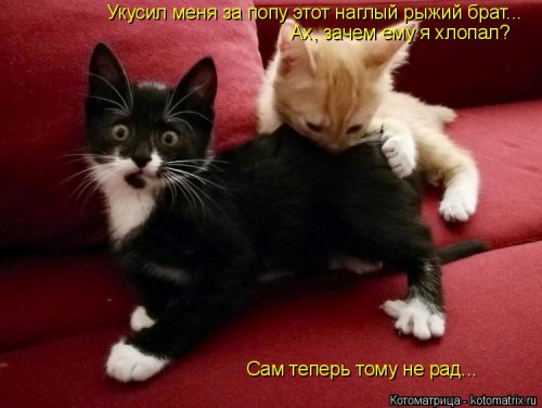 Котоматрица недели (44 фото)