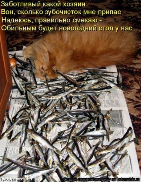 <br />
				Новая котоматрица на hooligani.ru (39 фото)<br />
							