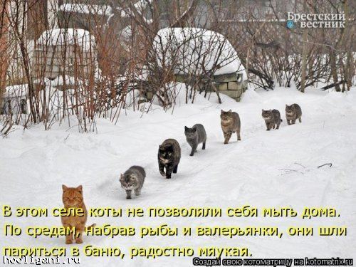 <br />
				Котоматрица недели (44 фото)<br />
							