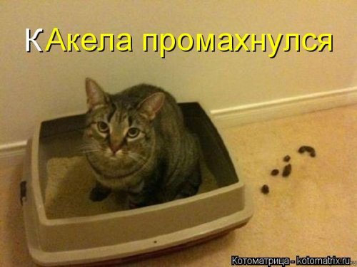 Котоматрица недели (44 фото)