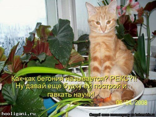 <br />
				Котоматрица недели (44 фото)<br />
							