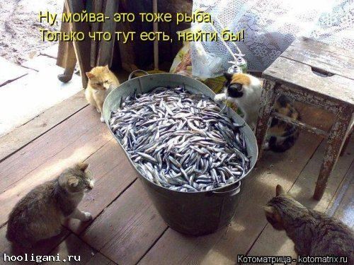 <br />
				Котоматрица недели (44 фото)<br />
							