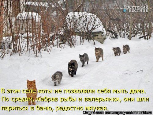 Котоматрица недели (44 фото)