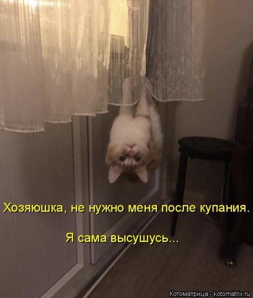 Котоматрица недели (44 фото)