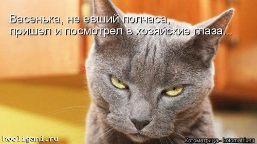 <br />
				Новая котоматрица на hooligani.ru (39 фото)<br />
							