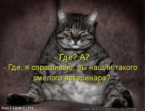 <br />
				Котоматрица недели (44 фото)<br />
							