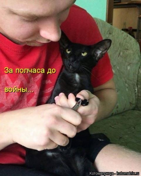 Котоматрица недели (44 фото)