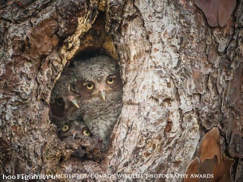 <br />
				Победители фотоконкурса The Comedy Wildlife Photography Awards (13 фото)<br />
							