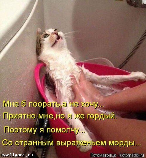 <br />
				Новая котоматрица на hooligani.ru (39 фото)<br />
							