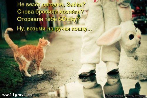 <br />
				Новая котоматрица на hooligani.ru (39 фото)<br />
							