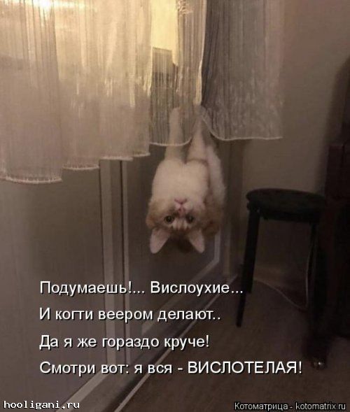 <br />
				Новая котоматрица на hooligani.ru (39 фото)<br />
							