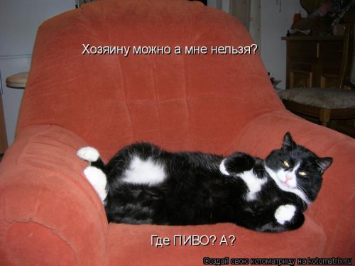 Котоматрица недели (44 фото)