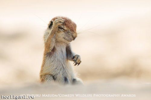 <br />
				Победители фотоконкурса The Comedy Wildlife Photography Awards (13 фото)<br />
							