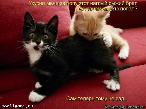 <br />
				Котоматрица недели (44 фото)<br />
							