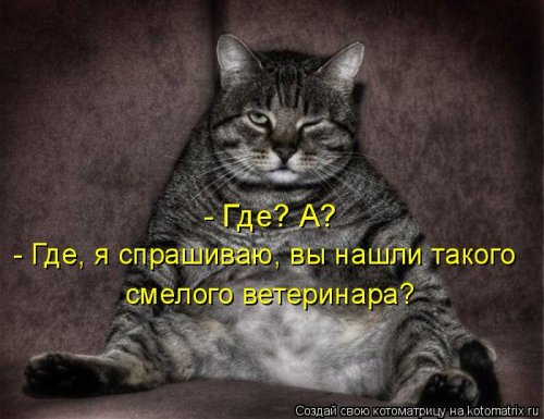 Котоматрица недели (44 фото)