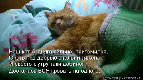 Котоматрица недели (44 фото)