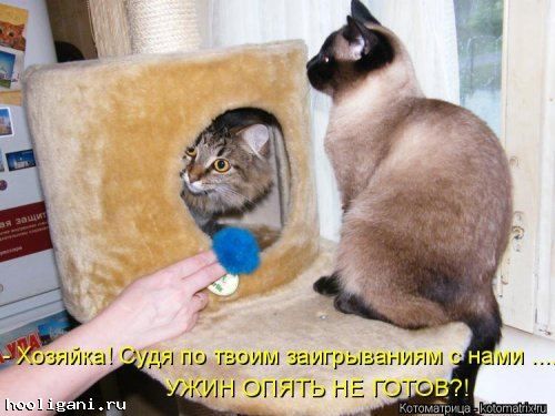 <br />
				Новая котоматрица на hooligani.ru (39 фото)<br />
							