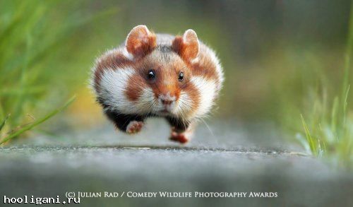 <br />
				Победители фотоконкурса The Comedy Wildlife Photography Awards (13 фото)<br />
							