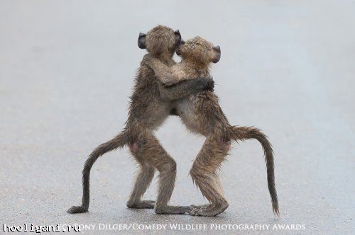 <br />
				Победители фотоконкурса The Comedy Wildlife Photography Awards (13 фото)<br />
							