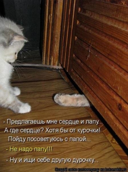 Котоматрица недели (44 фото)