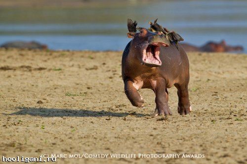 <br />
				Победители фотоконкурса The Comedy Wildlife Photography Awards (13 фото)<br />
							