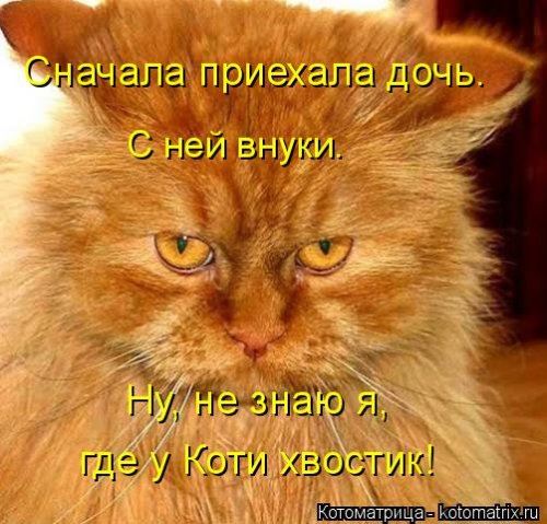 Котоматрица недели (44 фото)