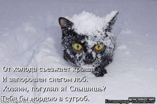 <br />
				Котоматрица недели (44 фото)<br />
							